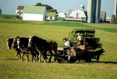 amish horse